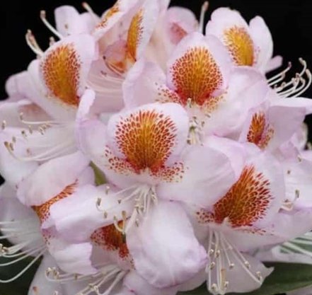 Rododendron Mrs T.H.Lowinsky, Rhododendron, 30 - 50 cm, kont. 5l