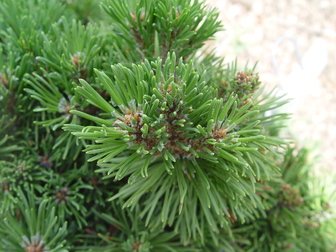 Borovica horská Allgäu, Pinus mugo, kontajner 3l