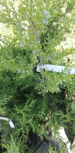 Borievka čínska Neaboriensis, Juniperus chinensis 40 - 60 cm, kont. 2l