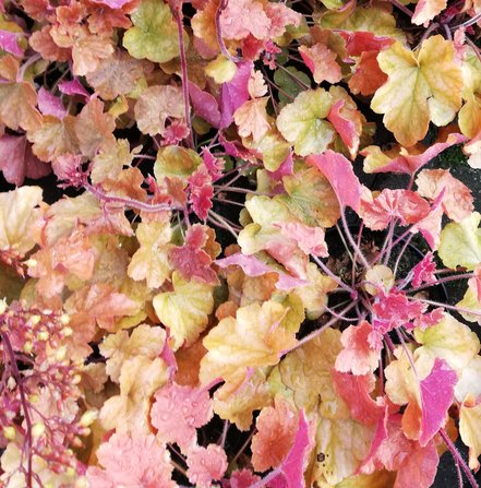 Heuchera Northern Exposure™ Amber, kont. 1l