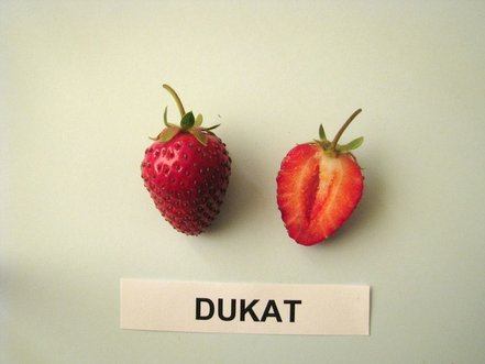 Jahoda veľkoplodá Dukat, FRAGARIA × GRANDIFLORA, 10 zakorenených kusov