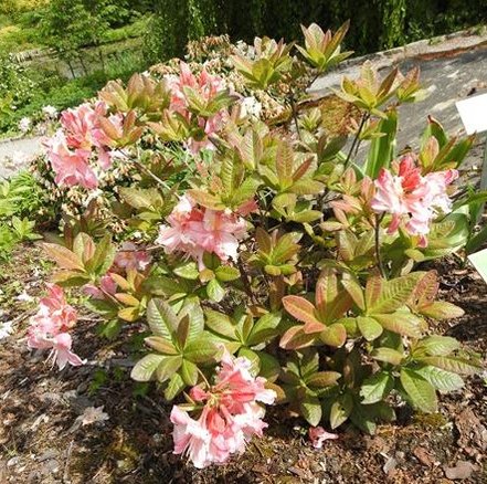 Azalka Painted Lady, Azalea 30 - 40 cm, kont. 5l