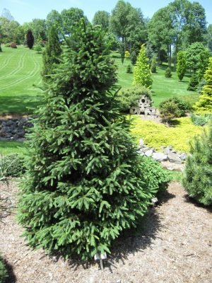 Smrek obyčajný Wills´s Zwerg, Picea abies 30 - 40 cm, kont. 3l