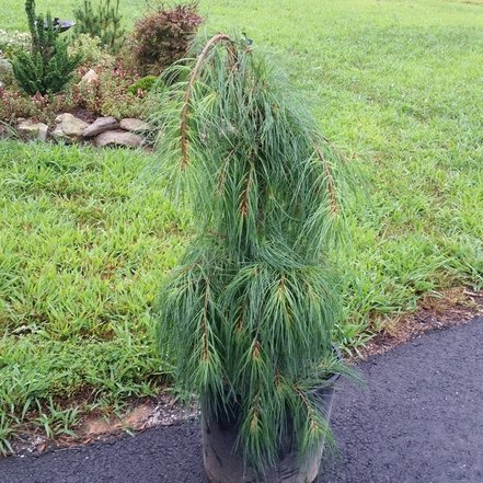 Borovica hladká Angel Falls, Pinus strobus, kontajner C5, výška  + 50cm