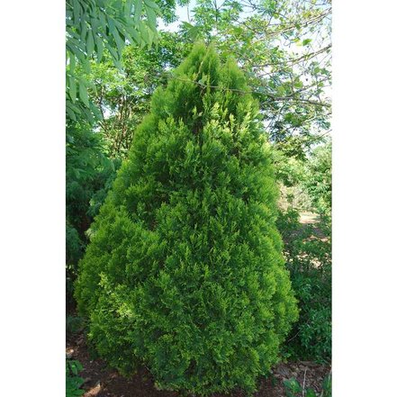 Tujovec východný Southport , Platycladus orientalis, 40 – 60 cm, kontajner 3l