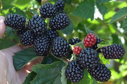 Černica Polar, Rubus fruticosus 30 - 40 cm kont. 1,5 I