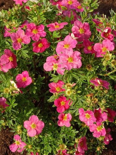 Nátržník krovitý Bellissima, Potentilla fruticosa, kontajner 2l