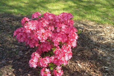Azalka Prof. Czekalski, Azalea 30 - 60 cm, kont. 3l
