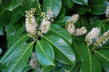 Vavrínovec lekársky Rotundifolia, Prunus laurocerasus, 15 – 20 cm, kontajner 2l