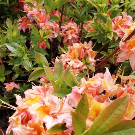Azalka Quiet Thoughts, Azalea 30 - 50 cm, kont. 5l