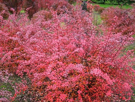 Dráč thunbergov Pink Queen, Berberis thunbergii, 20 - 30 cm kontajner 3l