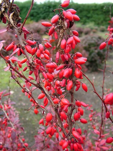 Dráč thunbergov Pink Queen, Berberis thunbergii, 20 - 30 cm kontajner 3l