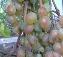 Vinič hroznorodý Ružové čudo, Vitis vinifera, kontajnerovaná sadenica 1 l