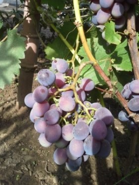 Vinič hroznorodý Saszienka Leonowa, Vitis vinifera, kontajnerovaná sadenica 1 l