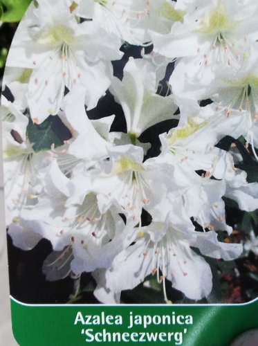 Azalka japonská Schneezwerg, Rhododendron obtusum, kont. 2l