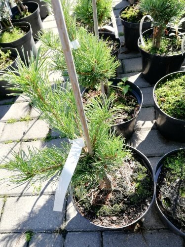 Borovica drobnokvetá Schoons´ Bonsai, Pinus parviflora, kontajner C3 ,30-40 cm