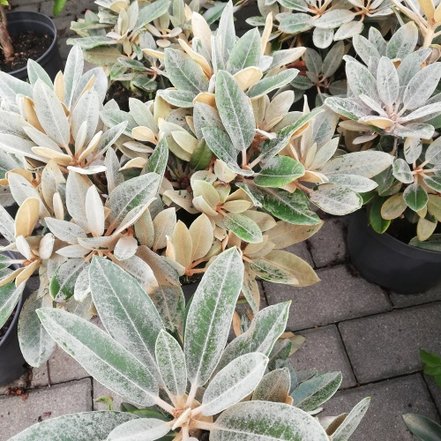 Rododendron Silbervelours, Rhododendron yakushimanum x pachysanthum, 30 - 40 cm, kont. 5l