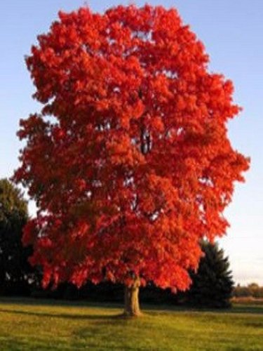 Javor červený Red Sunset, Acer rubrum, 100 – 120 cm, kontajner 5l