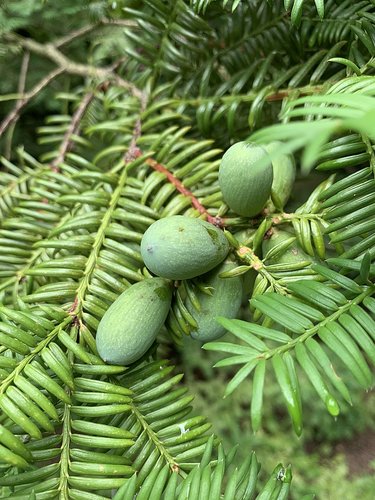 Torreya nucifera, Torreya nucifera, 30 - 50 cm, kont. 3l