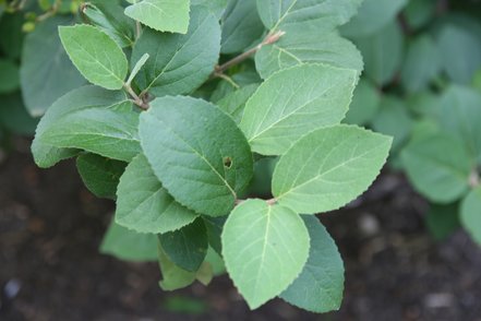 Kalina Carlesii, Diana, Viburnum carlesii, 140 – 160 cm na kmeni, kont. 5l