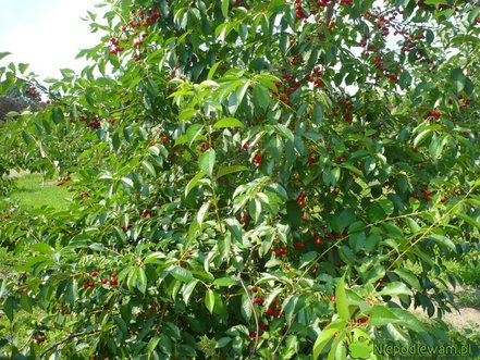 Višňa - čerešňa višňová Groniasta, Prunus cerasus 130 - 150 cm, kont. 3,5 l
