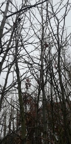 Ambrovník styraxový Worplesdon, Liquidambar styraciflua, + 150 cm, kontajner 5l