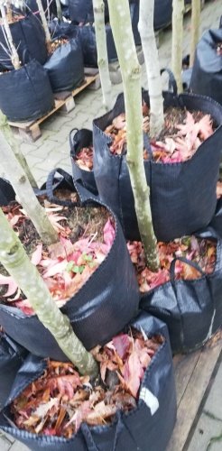Ambrovník styraxový Worplesdon, Liquidambar styraciflua, + 150 cm, kontajner 5l