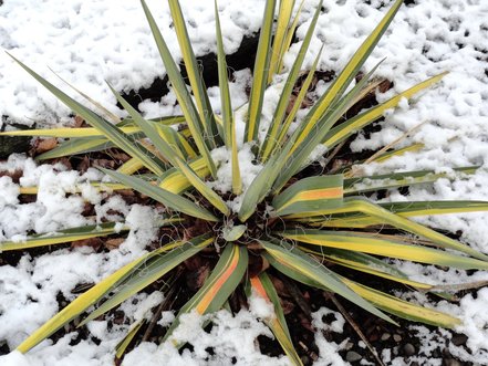 Juka vláknitá Color guard, Yucca filamentosa, kontajner 3l