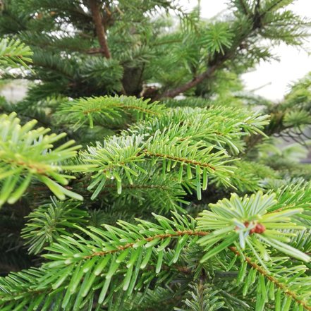 Jedľa Nordmannova, Abies nordmanniana, +100 cm, kont. 10 l.