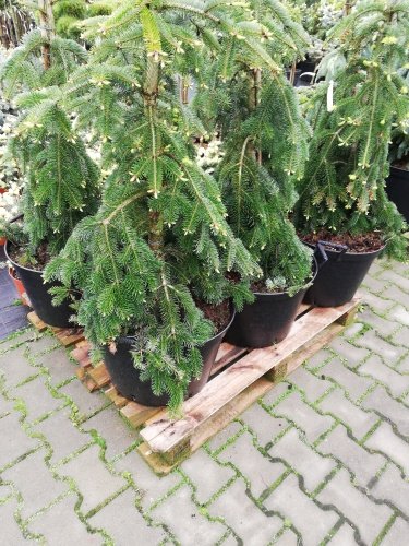 Jedľa kaukazská Pendula Abies nordmanniana + 400 cm, kont 2l