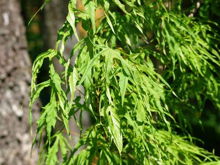 Javor mliečny, Paldiski, Acer platanoides 180 - 190 cm, kont. 5l