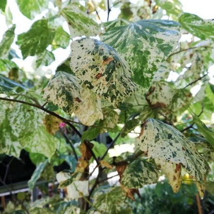 Judášovec kanadský Alley Cat, Cercis canadensis, , 160 – 180 cm, kontajner 15l