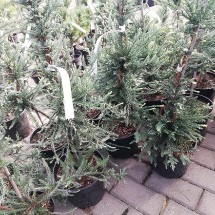 Sekvoja vždyzelená  Adpressa, Sequoia sempervirens, 40 – 50 cm, kont. 3l