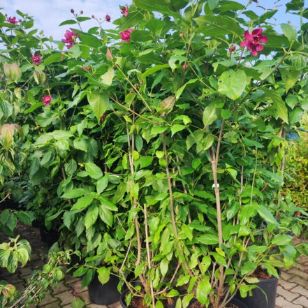 Kalykant  Aphrodite,  Calycanthus x Sinocalycanthus  + 150 cm, kont. 30l