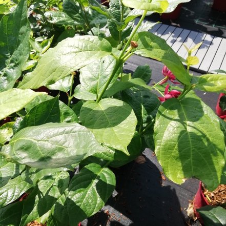 Kalykant  Aphrodite,  Calycanthus x Sinocalycanthus 30 – 50 cm, kont. 5l