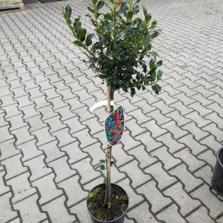 Cezmína ostrolistá Alaska, Ilex aquifolium, kmeň 80-90 cm, kontajner 10l