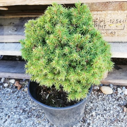 Smrek biely, Picea Glauca Alberta globe, kont. 3l, 15-20cm