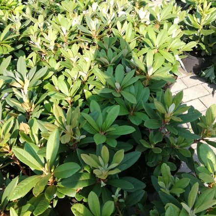 Rododendron Allegretto, Rhododendron, 30 - 50 cm, kont. 5l