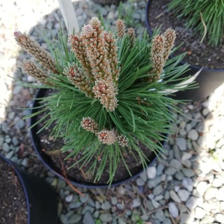 Borovica horská Allgäu, Pinus mugo, kontajner 3l