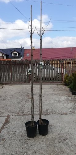 Platan javorolistý Alphens Globe, Platanus acerifolia, 150 – 220 cm, kontajner 5l