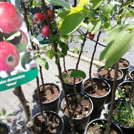 Jabloň domáca Alwa, Malus domestica 150 - 190 cm, kont. 5 l