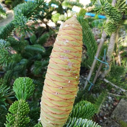 Jedľa kaukazká Robusta, Abies nordmanniana, 70 - 80 cm, kont. 5l