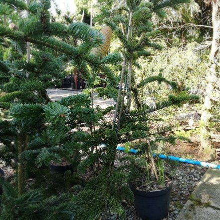 Jedľa kaukazká Robusta, Abies nordmanniana, 70 - 80 cm, kont. 5l