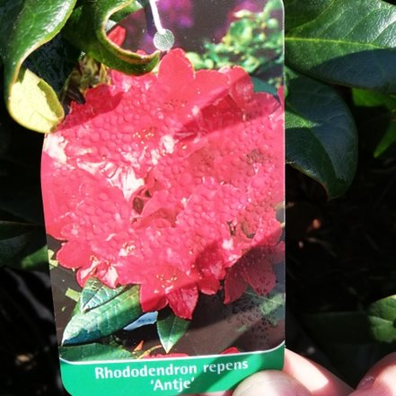 Rododendron Antje , Rhododendron, 30 - 50 cm, kont. 5l