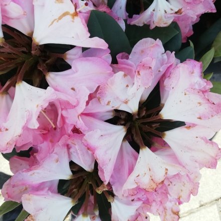 Rododendron Anuschka, Rhododendron, 30 - 50 cm, kont. 5l