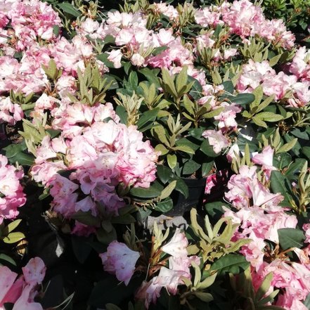 Rododendron Anuschka, Rhododendron, 30 - 50 cm, kont. 5l