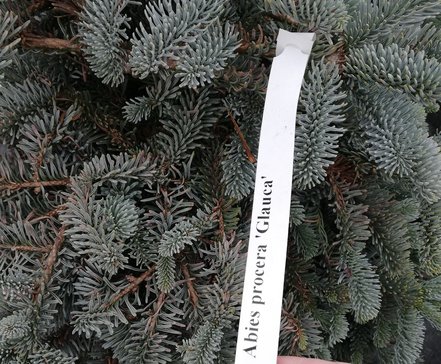 Jedľa ušlachtilá-modrá Glauca,  Abies procera 90 - 110 cm, kont. 20l