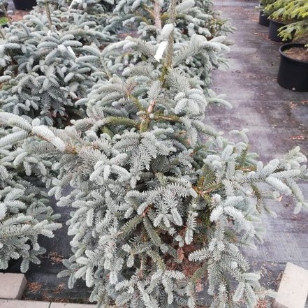 Jedľa ušlachtilá-modrá Glauca,  Abies procera 90 - 110 cm, kont. 20l