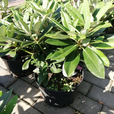 Rododendron Arabella, Rhododendron  ,40 - 50 cm, kont. 3l