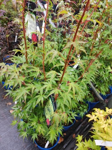 Javor dlaňovitolistý Arakawa, Acer palmatum , 40 – 70 cm, kontajner C 3